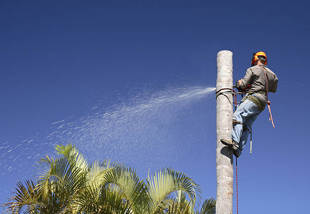 Tree and Shrub Care in Belmont, MS