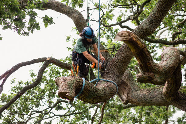 Best Fruit Tree Pruning  in Belmont, MS